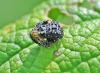 Cionus tuberculosus